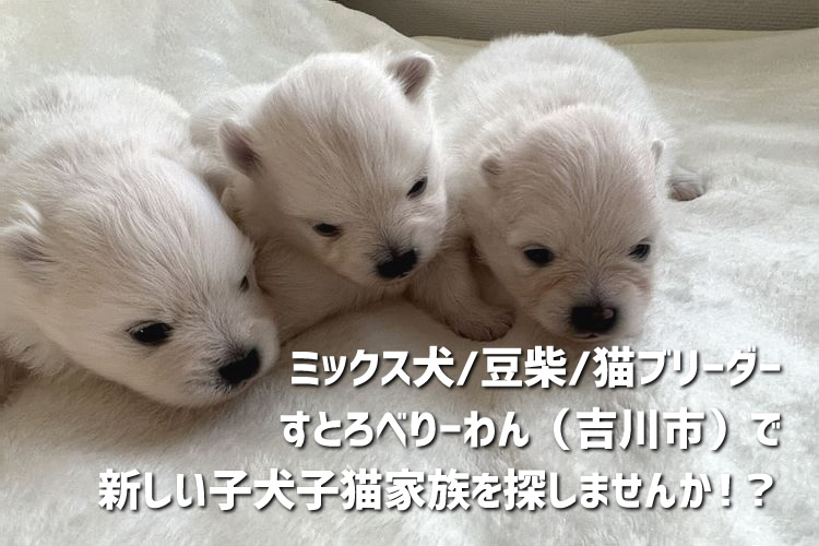 ミックス犬/豆柴/猫ブリーダーすとろべりーわんのイメージ画像