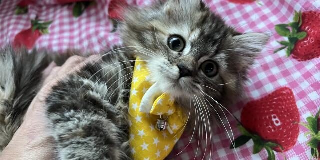 62b6dbf7c12106.30553315