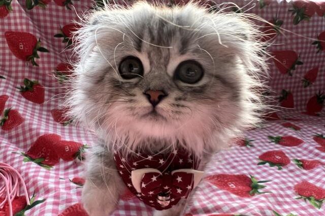 スコティッシュフォールド ブリティッシュショートヘアの子猫販売 ミックス犬 豆柴 猫ブリーダーすとろべりーわん