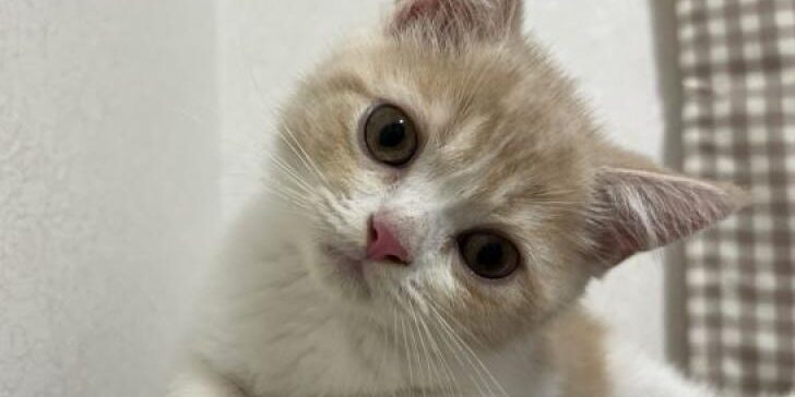 cat_img_1_dg95xwurn8uc