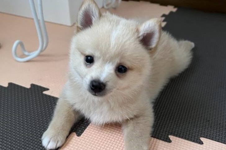 豆柴ポメラニアンのミックス犬 ポメラニアン トイプードルの子犬販売 ミックス犬 豆柴 猫ブリーダーすとろべりーわん