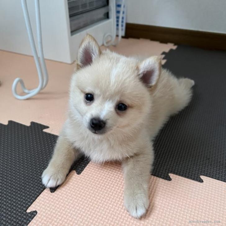 dog_img_1_os5py2o8luiv