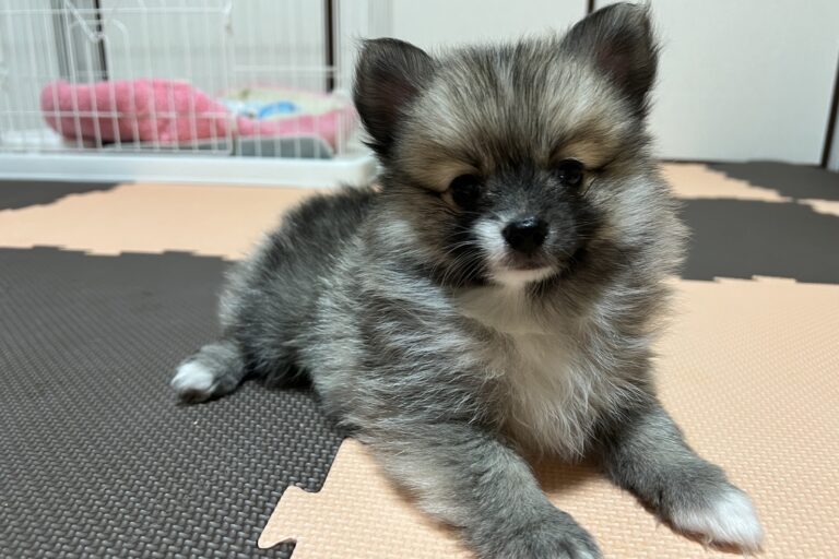 豆柴ポメラニアンのミックス犬・ポメラニアン・トイプードルの子犬販売 ミックス犬/豆柴/猫ブリーダーすとろべりーわん