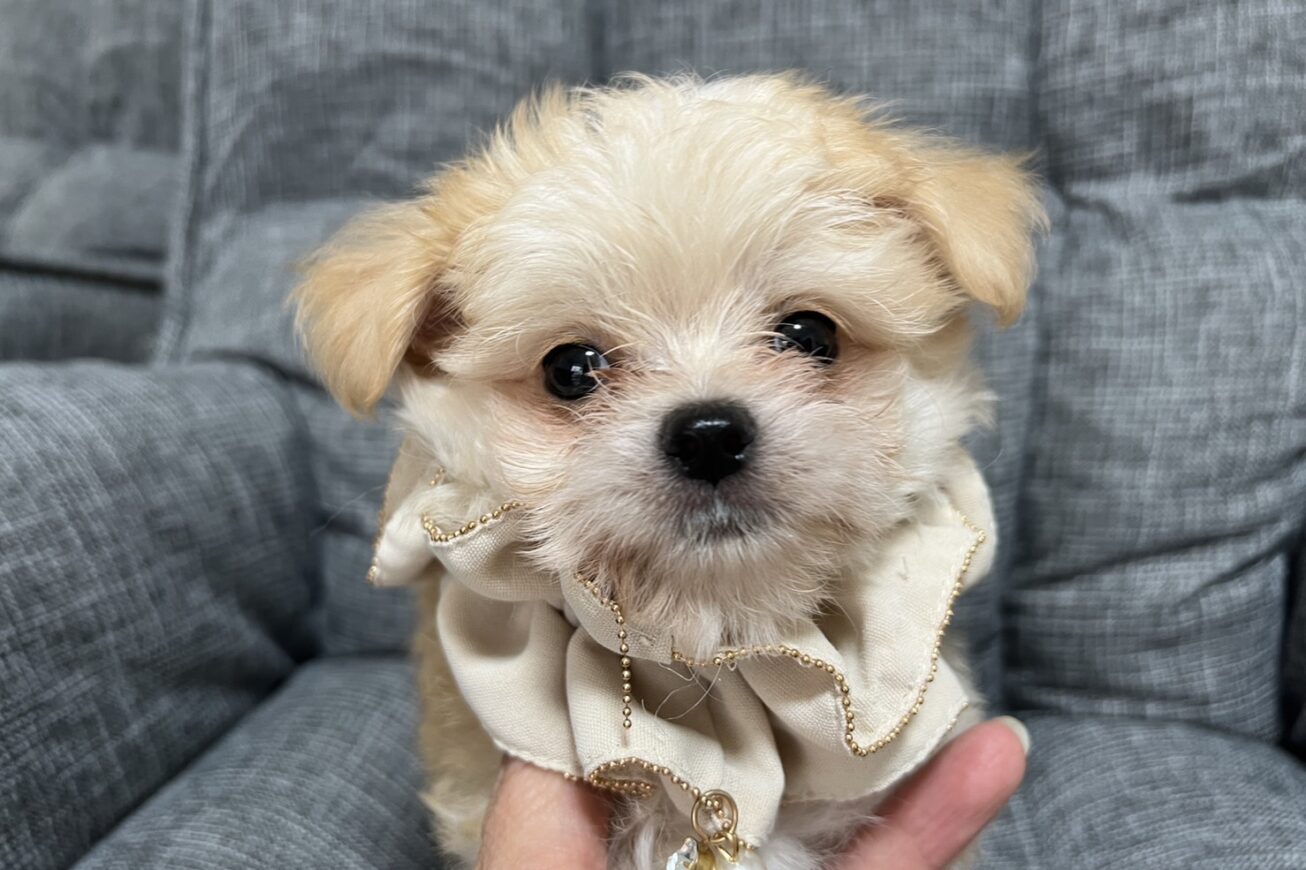 豆柴ポメラニアンのミックス犬・ポメラニアン・トイプードルの子犬販売 - ミックス犬/豆柴/猫ブリーダーすとろべりーわん
